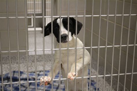 Gaston county animal shelter - Jan 5, 2024 · GASTONIA, N.C. — The staff at Gaston County Animal Care and Enforcement Shelterhave their hands full as it's the only space that shelters stray dogs in the county. The staff have taken in over ... 